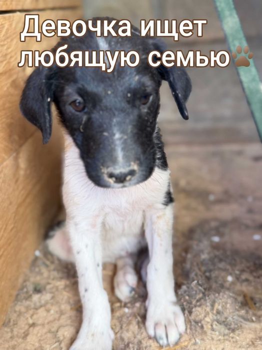 Пристраиваются щенки
