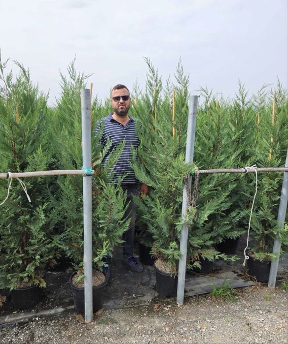 Leylandii cupressus/cupressocyparis pentru gard viu pret minim