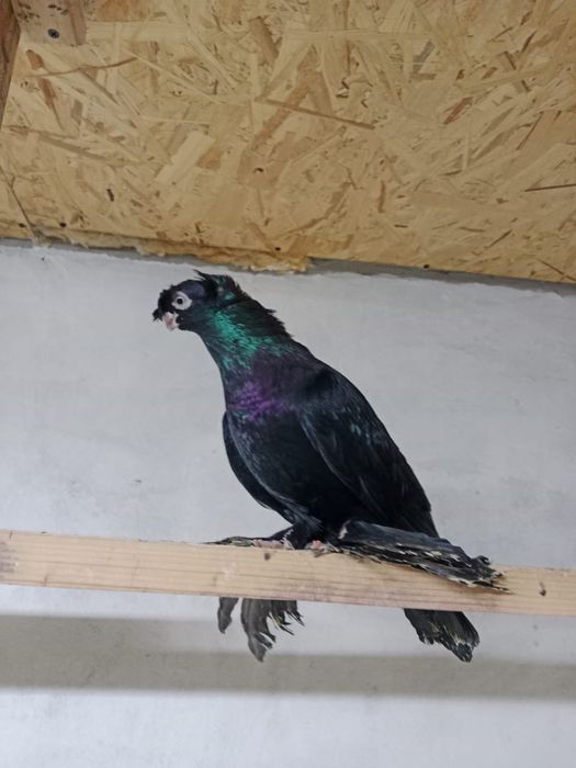 Продам   голубей