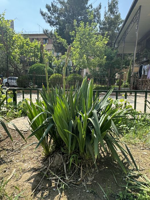 Юкка садовая ( декоративная)
