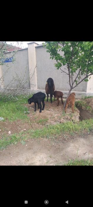 Қозылы қой 130000нан