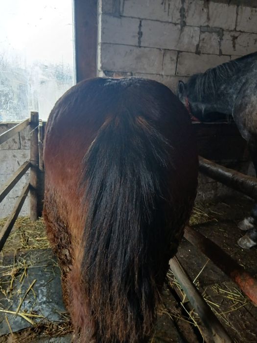 Mânz semigreu și armăsar lipițan