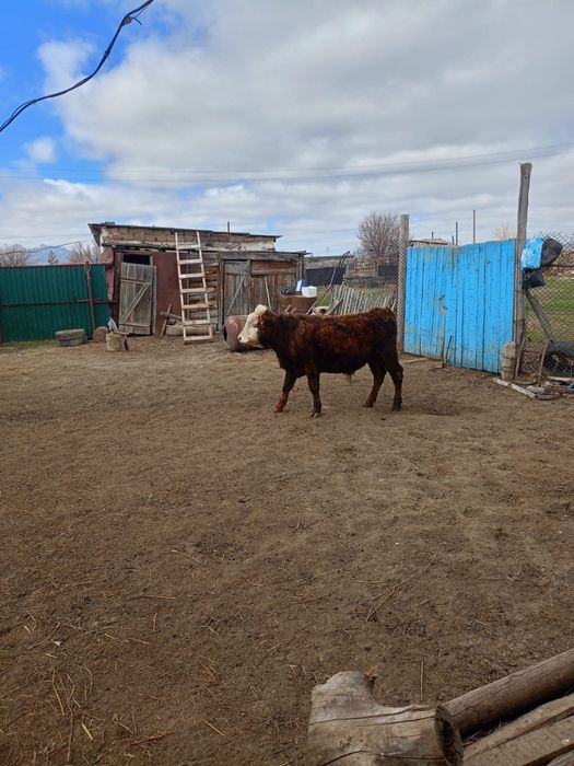 Бык 1,5года бұқа 1,5 жасар
