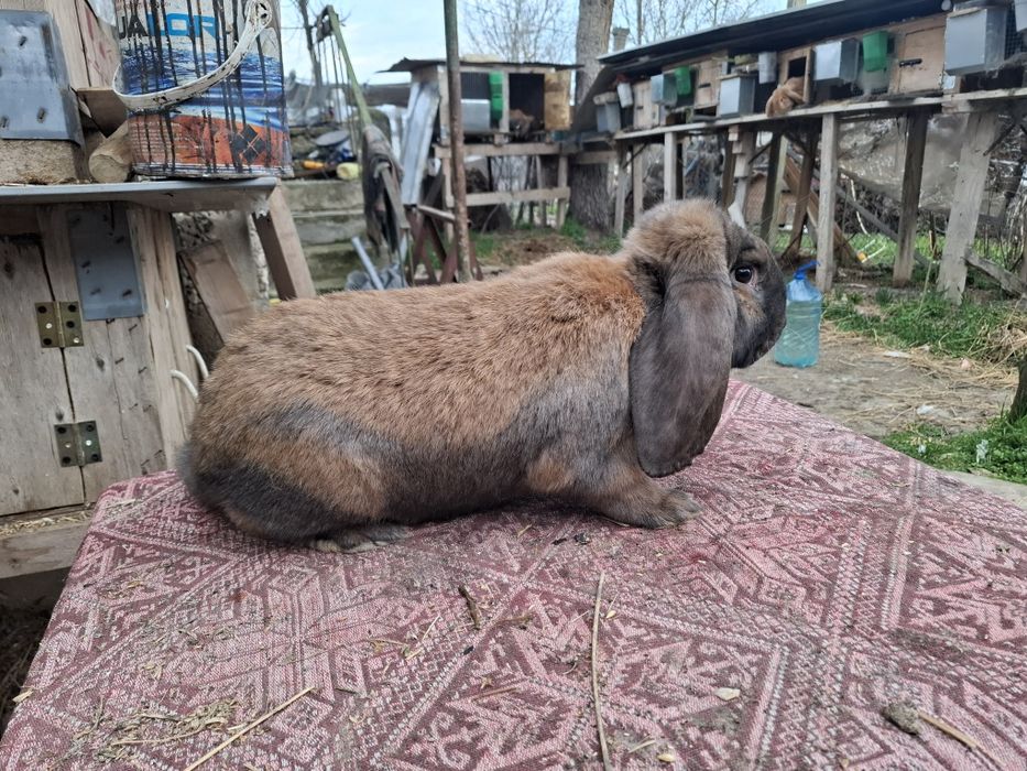 Петли и Кочовати зайциза разплод.Астралорп и Арауйана
