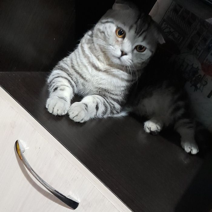 Ищем кошечку для вязки