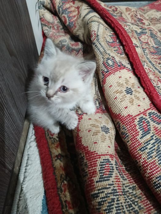 Котята бесплатно