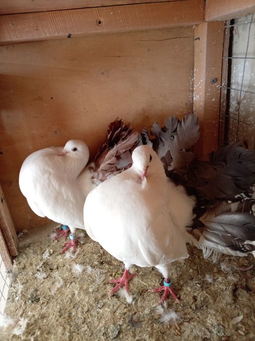 Павлины голуби взрослые