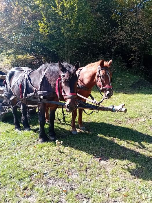 Cai de vinzare  pentru mai multe detalii .