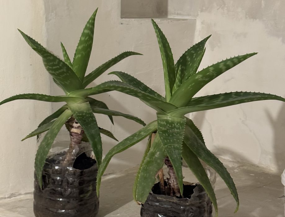 Алоэ вера 5-летка лечебное