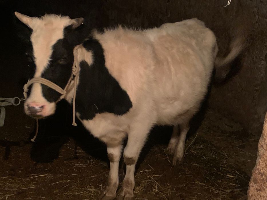 Prodam korovu srochno