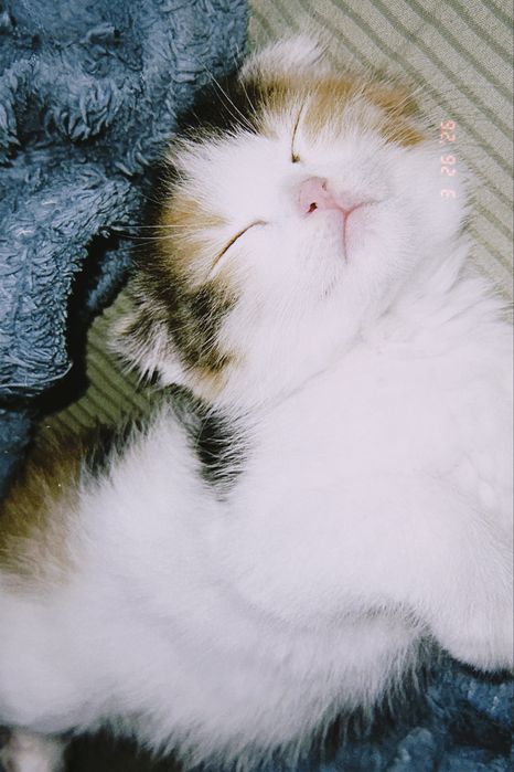 Шотландский котят