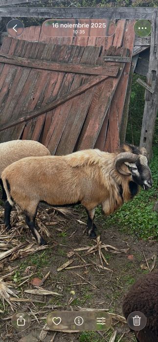 Vand berbec de camerun