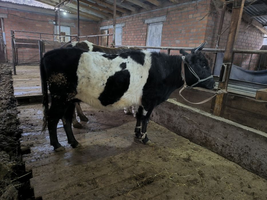 Семіз сиыр сатылады