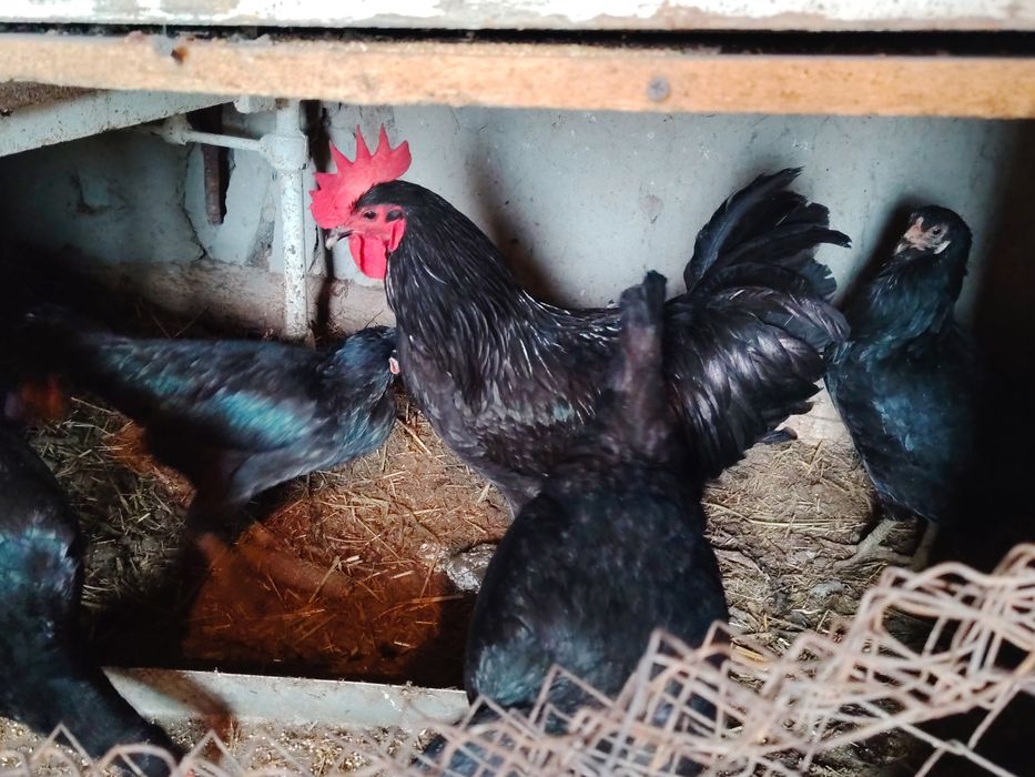 Joydori tovuqlar tezda sotiladi