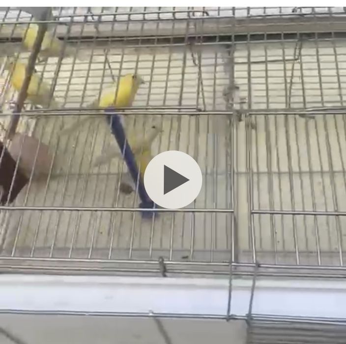 Канарейка самки дисквый