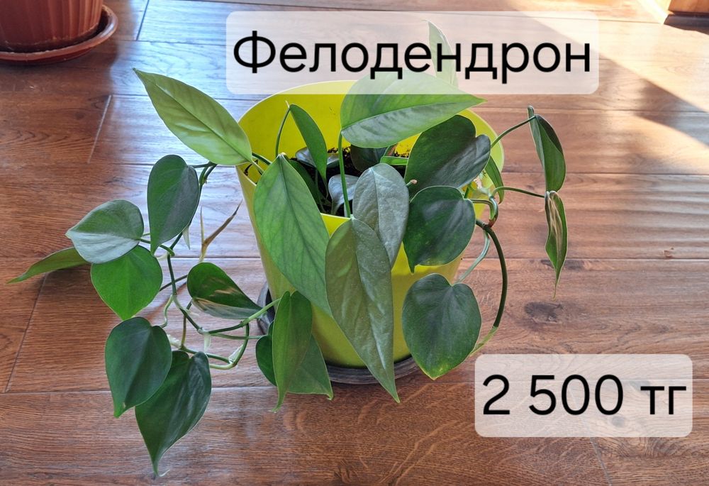 Комнатные растения