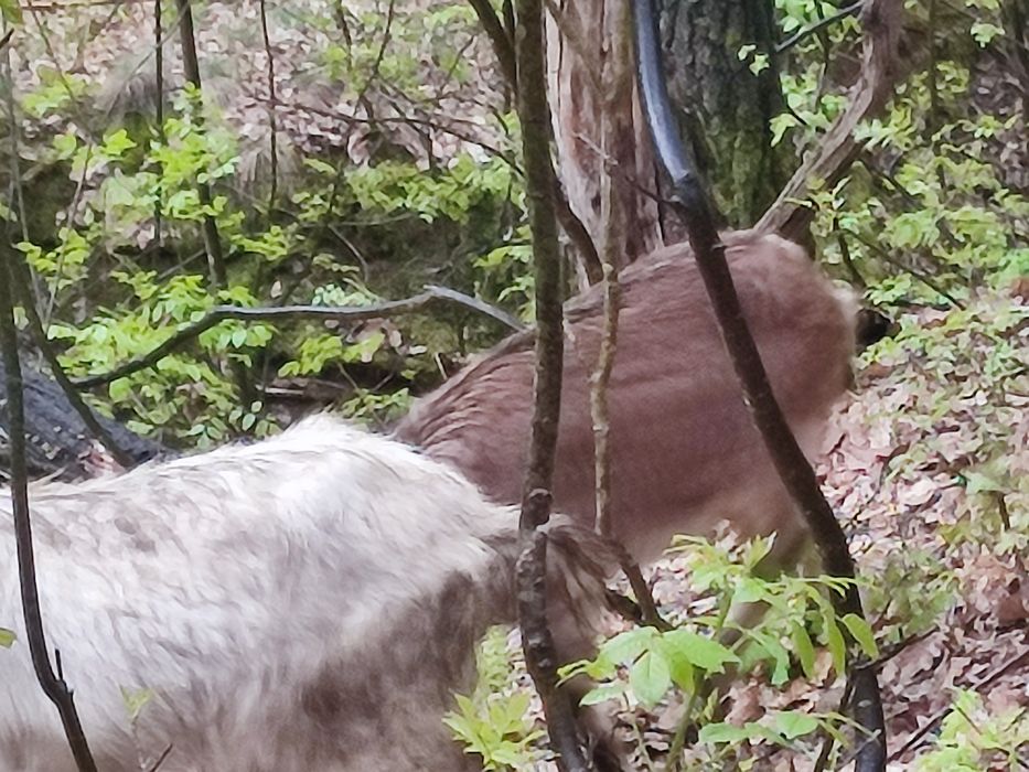 Vând 3 ieduțe si o capra cu un ied