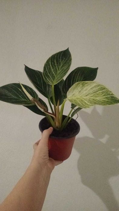 Комнатные цветы . Филодендрон Биркин вайт вайв.