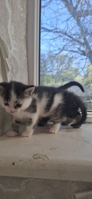 Отдам котят  1 месяц