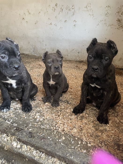 Итальянский кане корсо