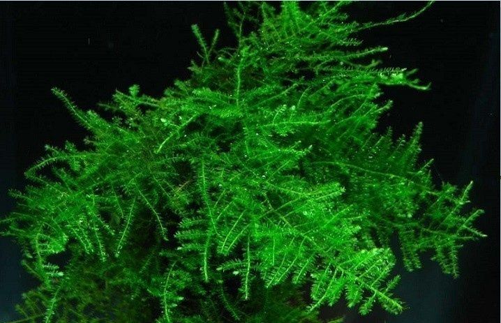 Christmas Moss pe plasă inox 8x8 cm – pentru acvariu / aquascaping