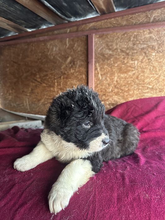 Продам Щенков Алабая (САО)