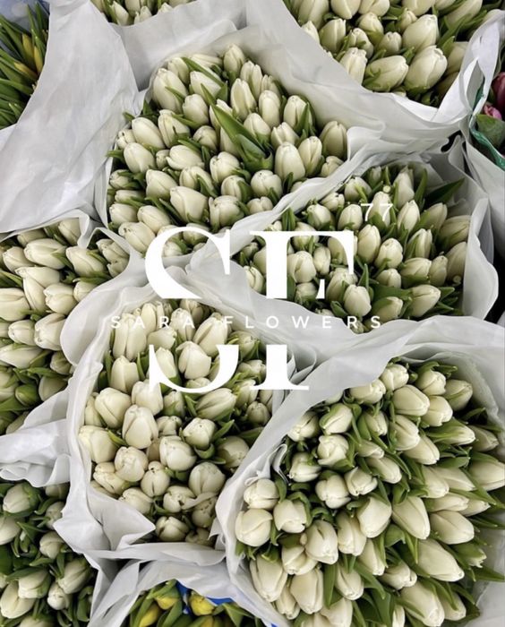 Продажа тюльпанов Алматы