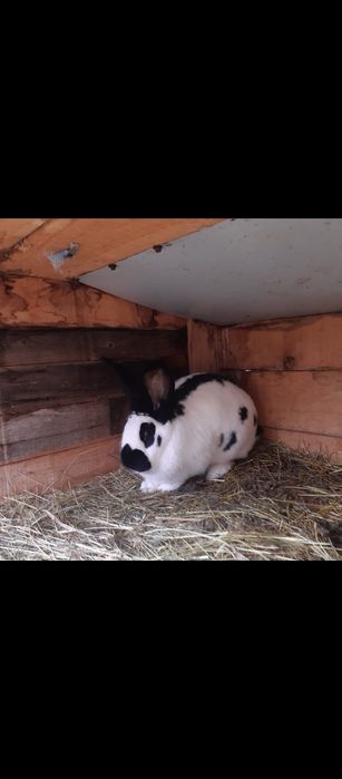 Iepuri fluturi german femele și masculi