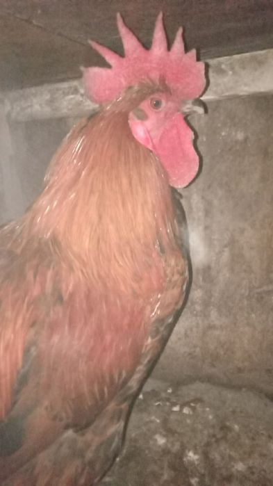 Продаются петухи