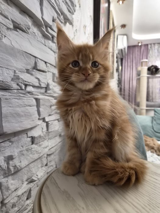 Котёнок мейн-кун