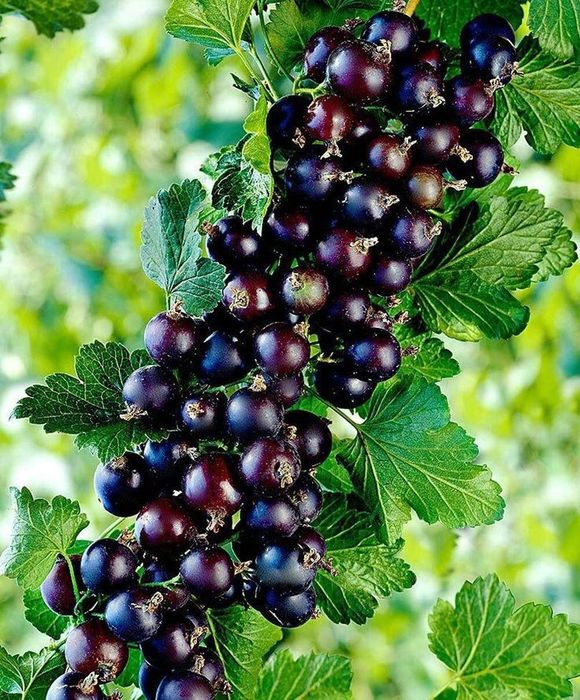 Arbusti Fructiferi (COACAZ NEGRU )