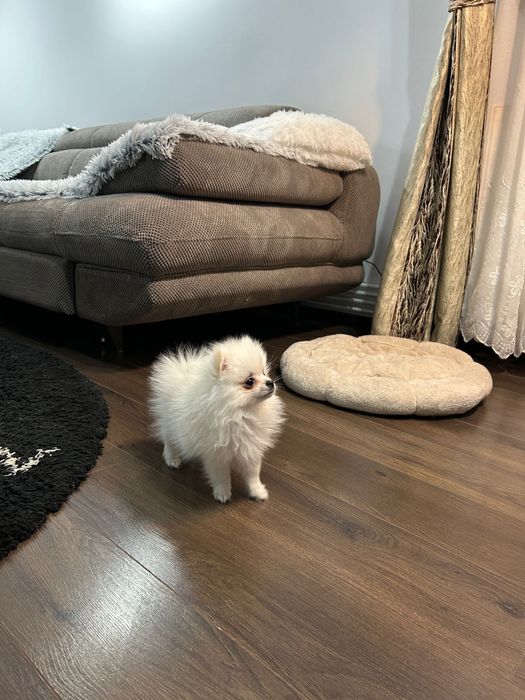 Femela pui pomeranian