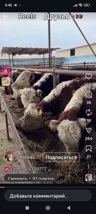 Инвестр керак чорвачилик учун