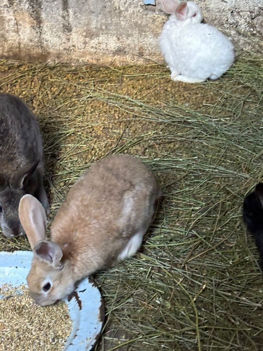 Кролики фландеры