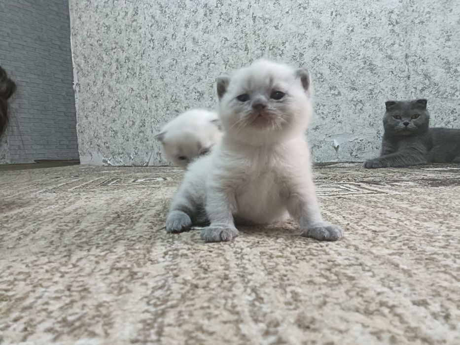 Котята британской породы