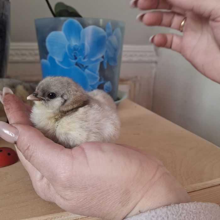 Цыплята амераукана