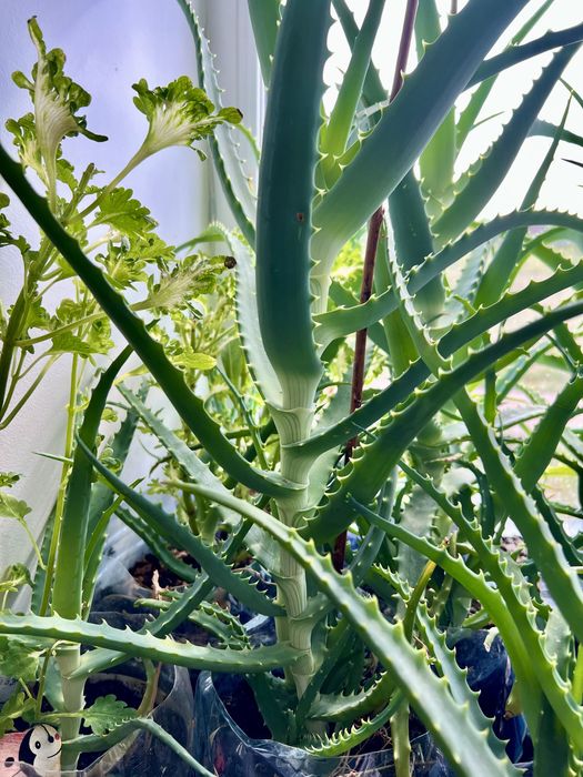 Распродажа АЛОЭ 5 лет