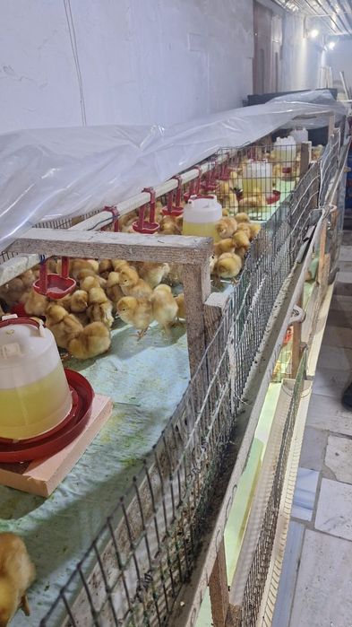 Хасики цыплята 3 дневные