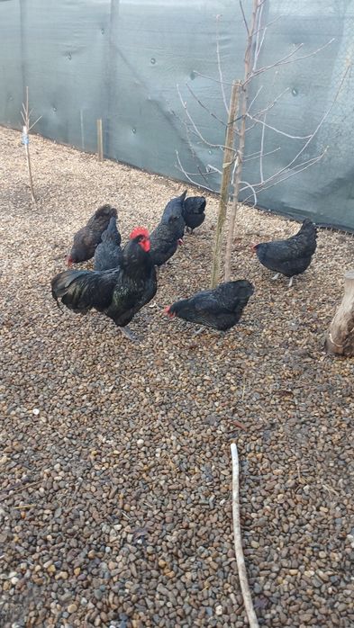 Oua incubat australorp