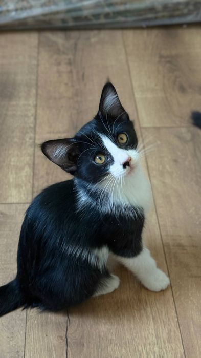 Котята ищут себе добрых хозяев