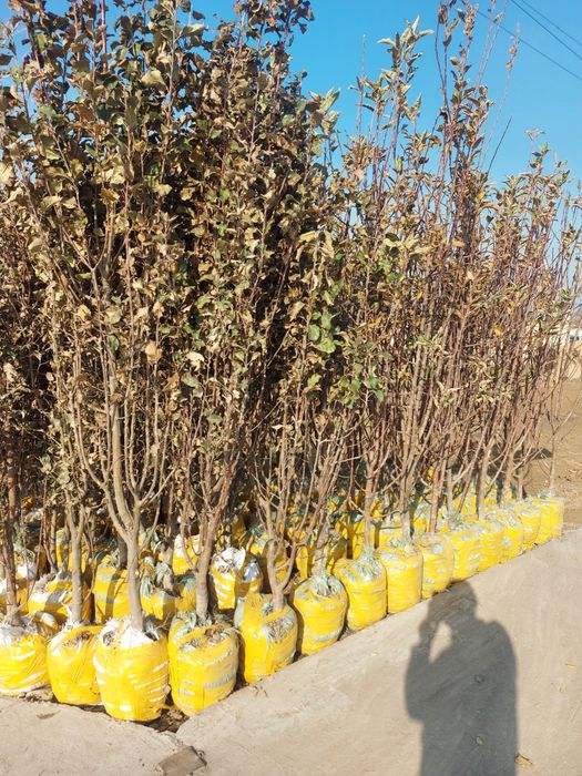 gelos olma kuchatlar bor yana boshqa mevalig kuchatlar xam bor