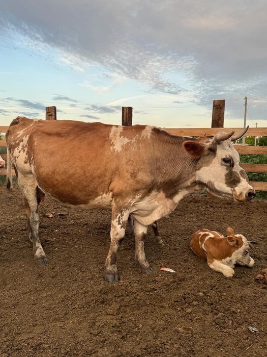 Корова мясной  порода