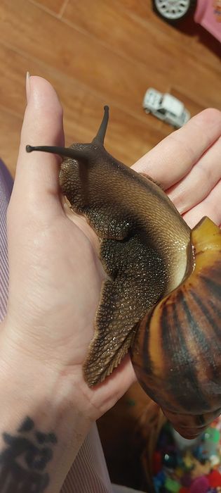 Улитка архахатина