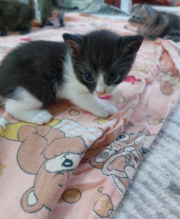 Домашние котята.