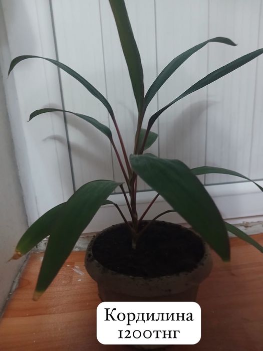 Домашние цветы ухоженные