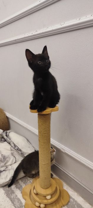 Отдам котенка в добрые руки