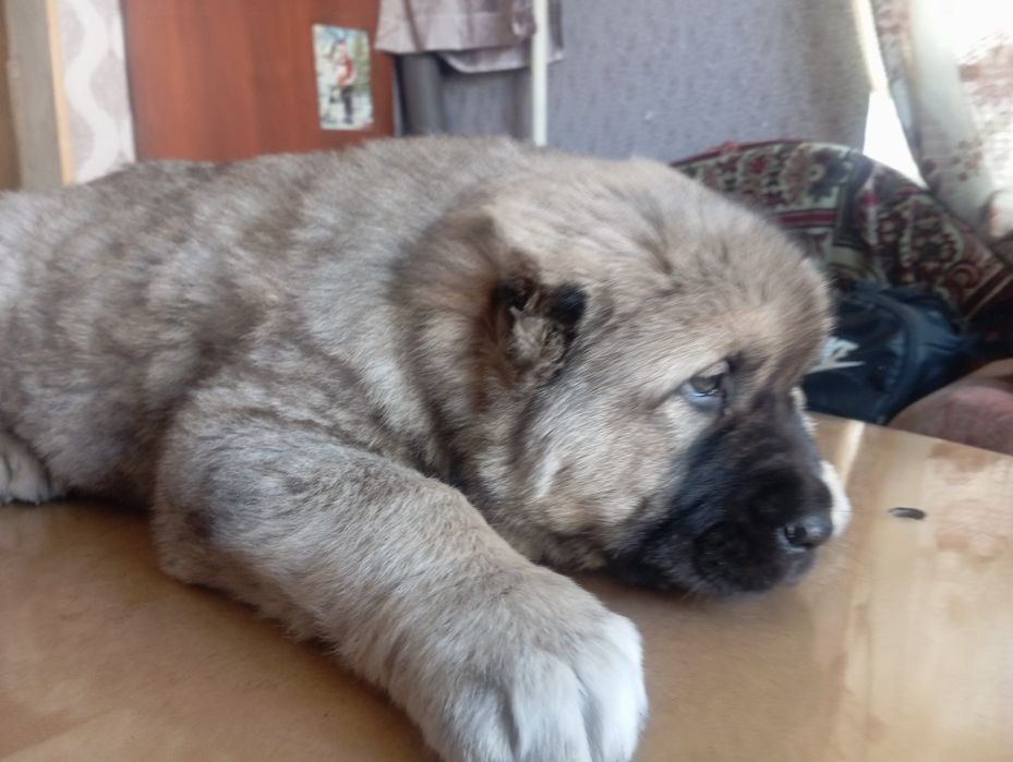 САО Алабай Караганда