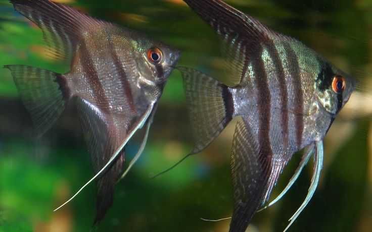 Аквариумная рыбка-Скалярия