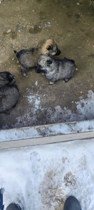 Щенки в хорошие руки