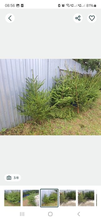 Vând brazi pentru evenimente (nunta)